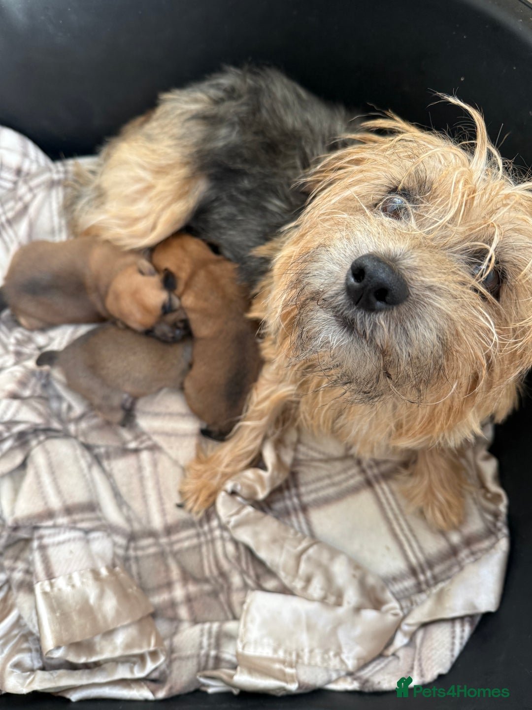 Norfolk Terrier dogs for sale: Norfolk Terrier puppies for sale - Advert 3