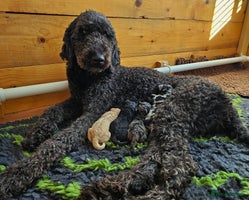 Goldendoodle dogs - Advert 2