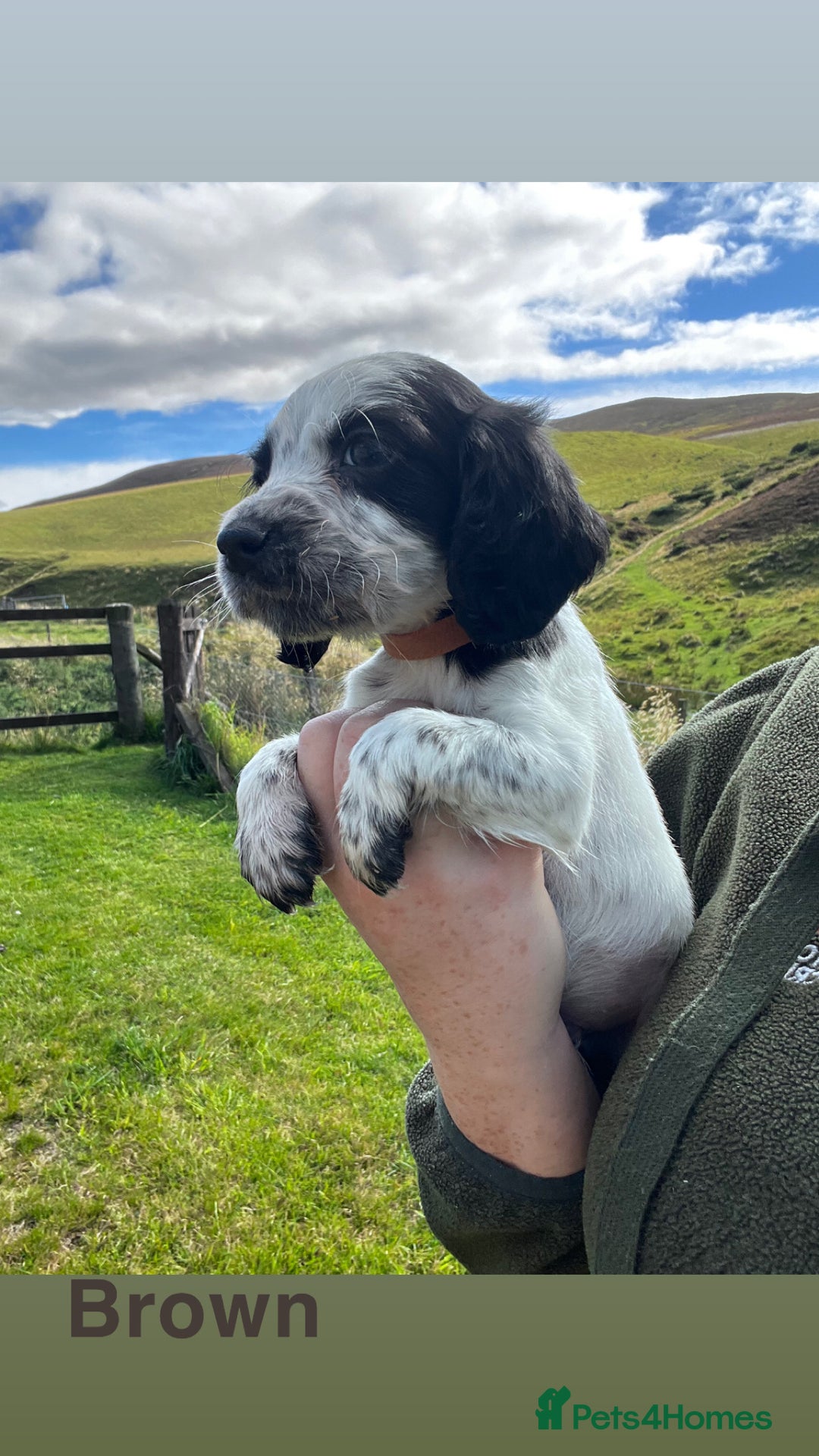 Cocker Spaniel dogs for sale: Cocker Spaniel Puppies  - Image 7