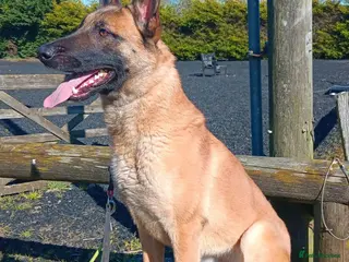 Belgian Shepherd Dog dogs BEK - Malinois - Advert 5