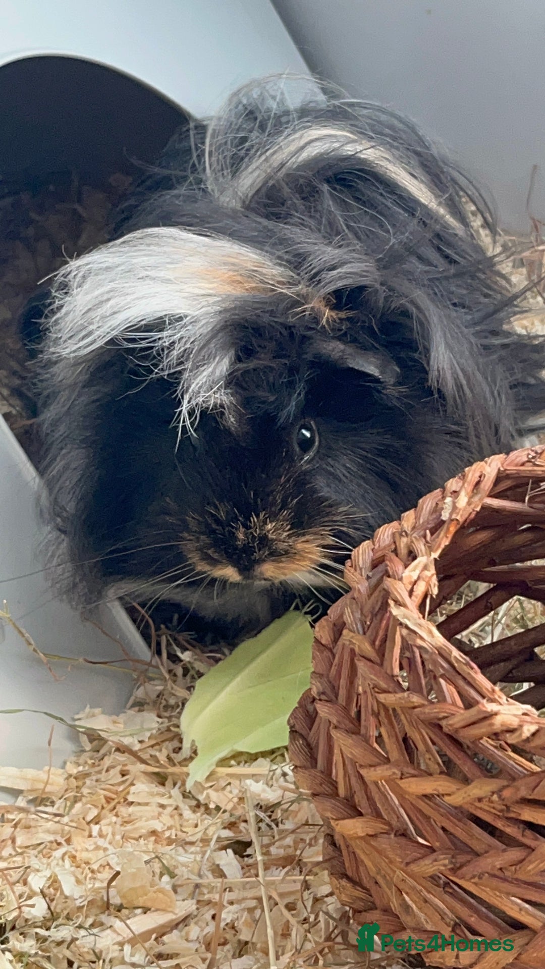 Guinea Pig rodents for sale: 2 male Guinea pigs Grinch(dark & Max(brown) - Image 5