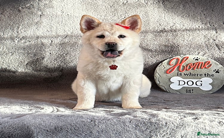 Siberian Husky dogs - Advert 8