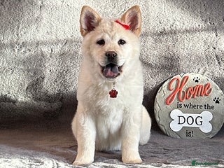 Siberian Husky dogs - Advert 12