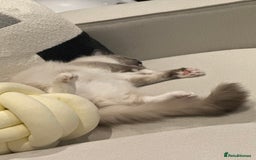 Ragdoll cats for sale: Beautiful Blue point mitted Ragdoll  - Advert 14