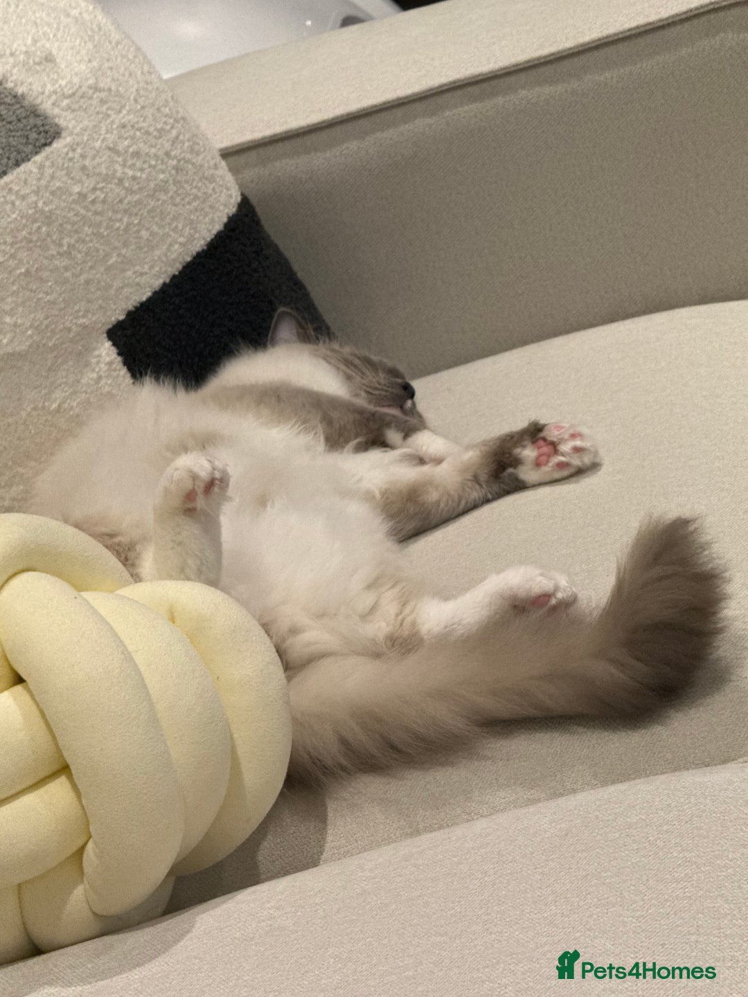 Ragdoll cats for sale: Beautiful Blue point mitted Ragdoll  - Advert 14