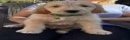 Goldendoodle dogs for sale: Australian Golden Doodle Puppies - READY NOW - Advert 17