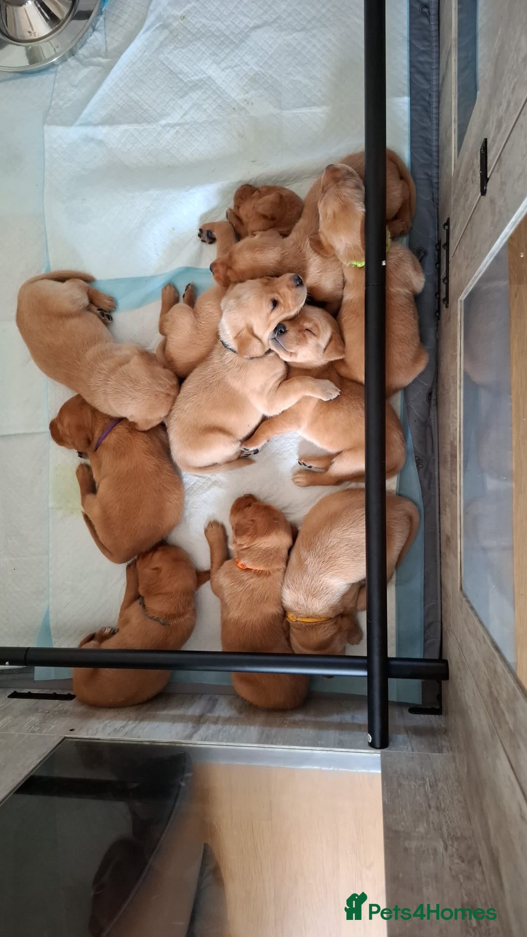 Labrador Retriever dogs for sale: KC Fox Red Labrador Pups - Health tested - Image 8