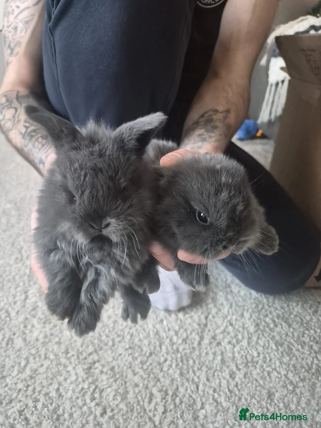 Mixed Breed rabbits for sale: 🌿 **Rabbits for Sale –Healthy and Beautiful!** 🐰 - Advert 2