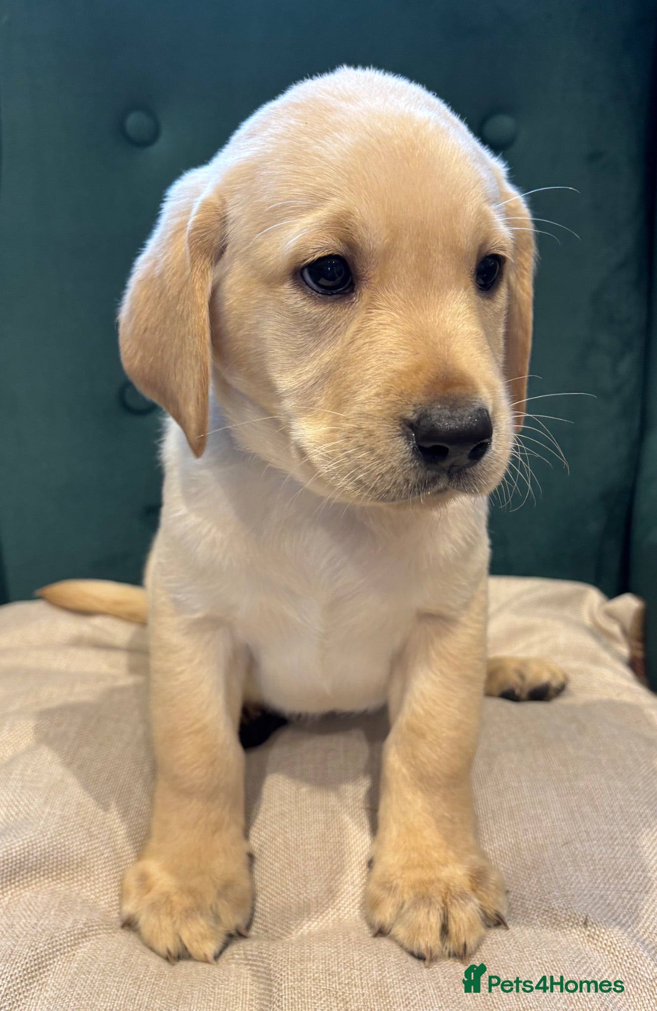 Labrador Retriever dogs GORGEOUS CHUNKY YELLOW KC REG LAB PUPPY READY  - Advert 2