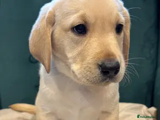 Labrador Retriever dogs GORGEOUS CHUNKY YELLOW KC REG LAB PUPPY READY - Advert 2