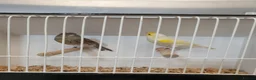 Canaries birds for sale: Canaries for sale  - Advert 4