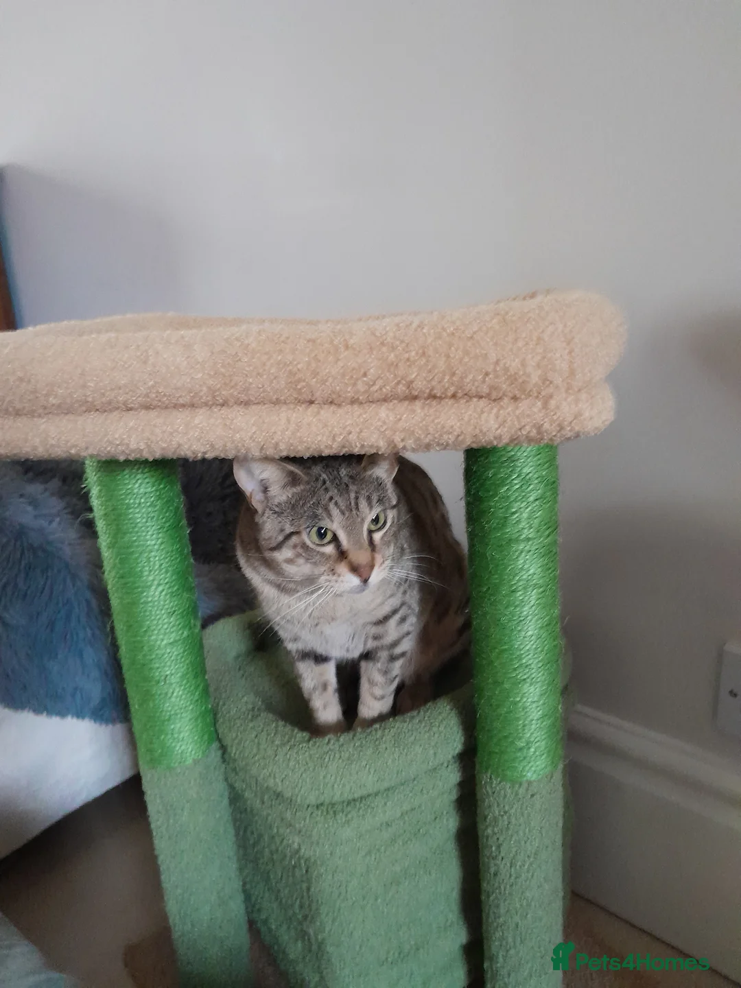 Savannah cats for sale: TICA Reg, F5 Pedigree Girl Kitten - Advert 9