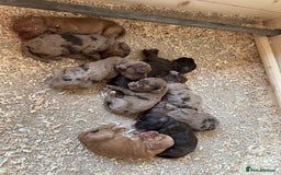 Cocker Spaniel dogs for sale: KC REGISTERED COCKER SPANIELS - Image 1