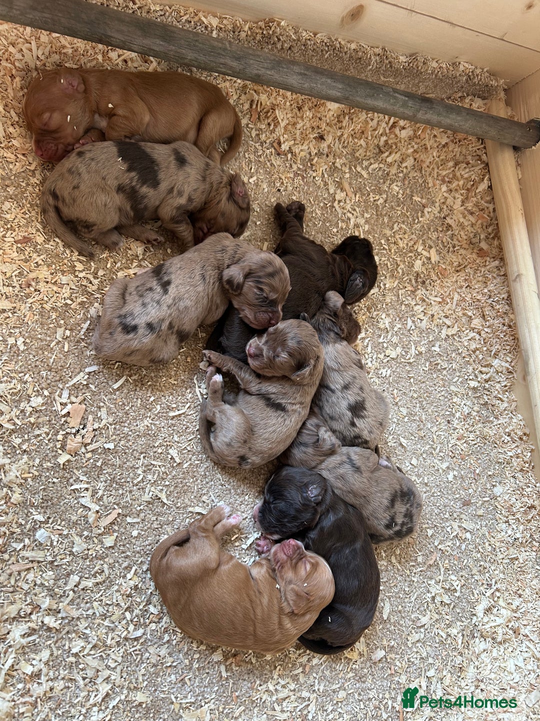 Cocker Spaniel dogs for sale: KC REGISTERED COCKER SPANIELS - Image 1