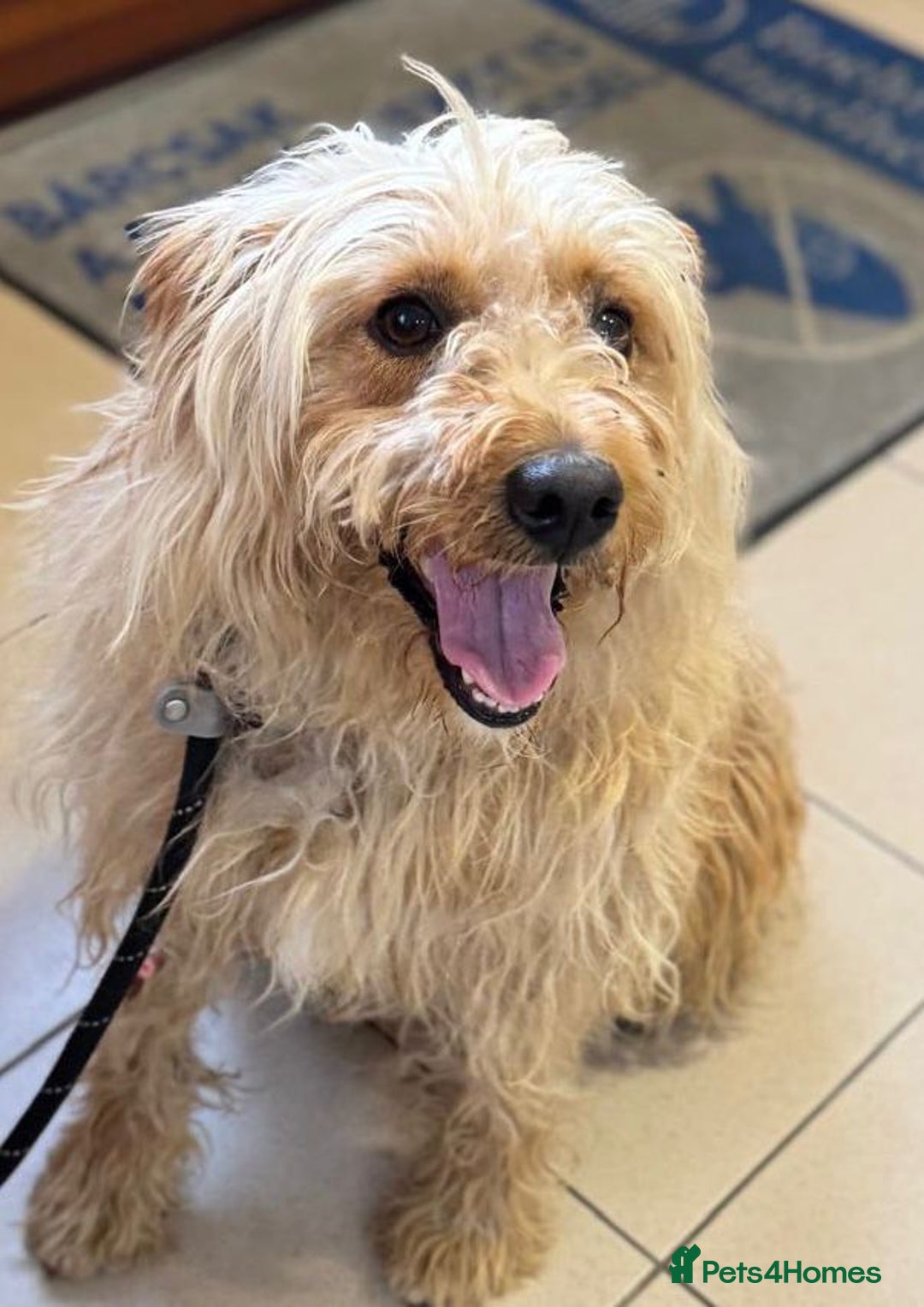 Mixed Breed dogs for adoption: Wonderful Marcus needs a loving home - Image 8