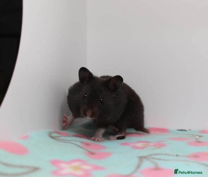 Hamster rodents Beautiful little male ready now - Advert 11
