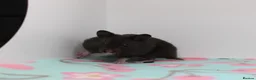 Hamster rodents for sale: Beautiful Syrian hamsters ready now  - Advert 3