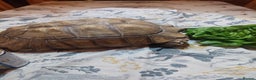 Tortoise reptiles for sale: Large Female Sulcata Tortoise - Advert 9