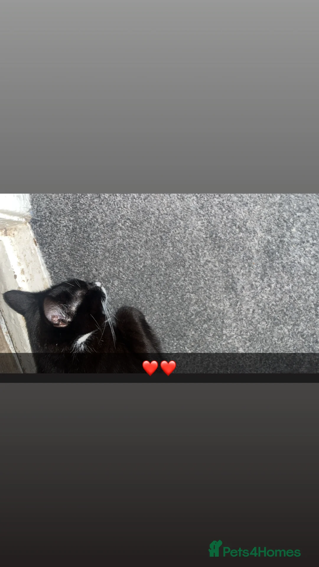 British Shorthair cats for sale: Cat for sale  in South Shields - Advert 2