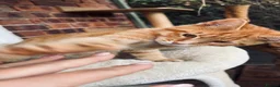 Maine Coon cats for sale:  READY TODAY Maine Coon Kittens - Advert 5