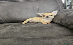 Chihuahua dogs for sale: Chihuahua for sale  - Image 19