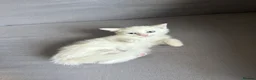 Turkish Angora cats for sale: 2 beautiful Turkish Angora kittens ready! - Advert 2