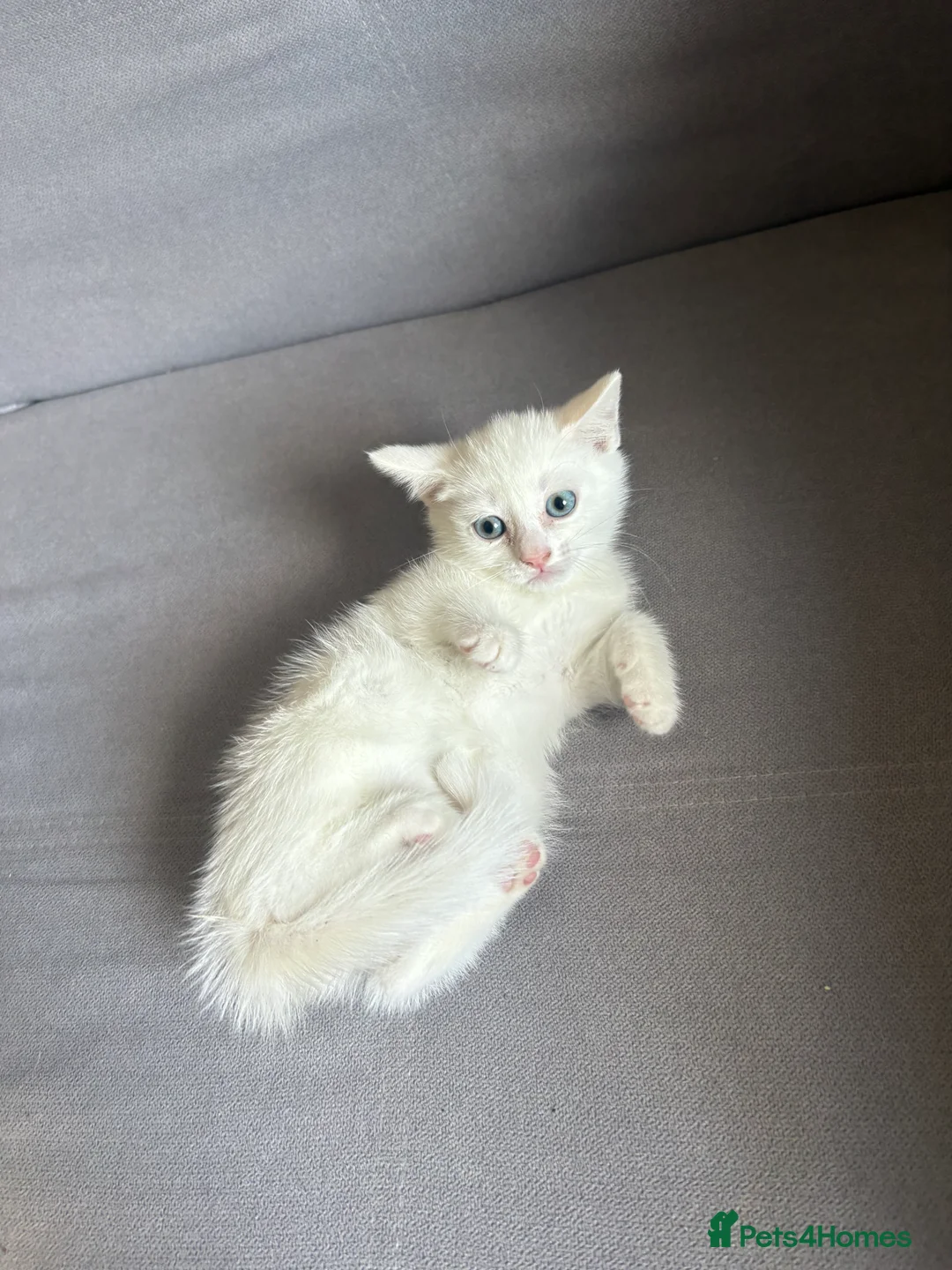 Turkish Angora cats for sale: 2 beautiful Turkish Angora kittens ready! - Advert 2