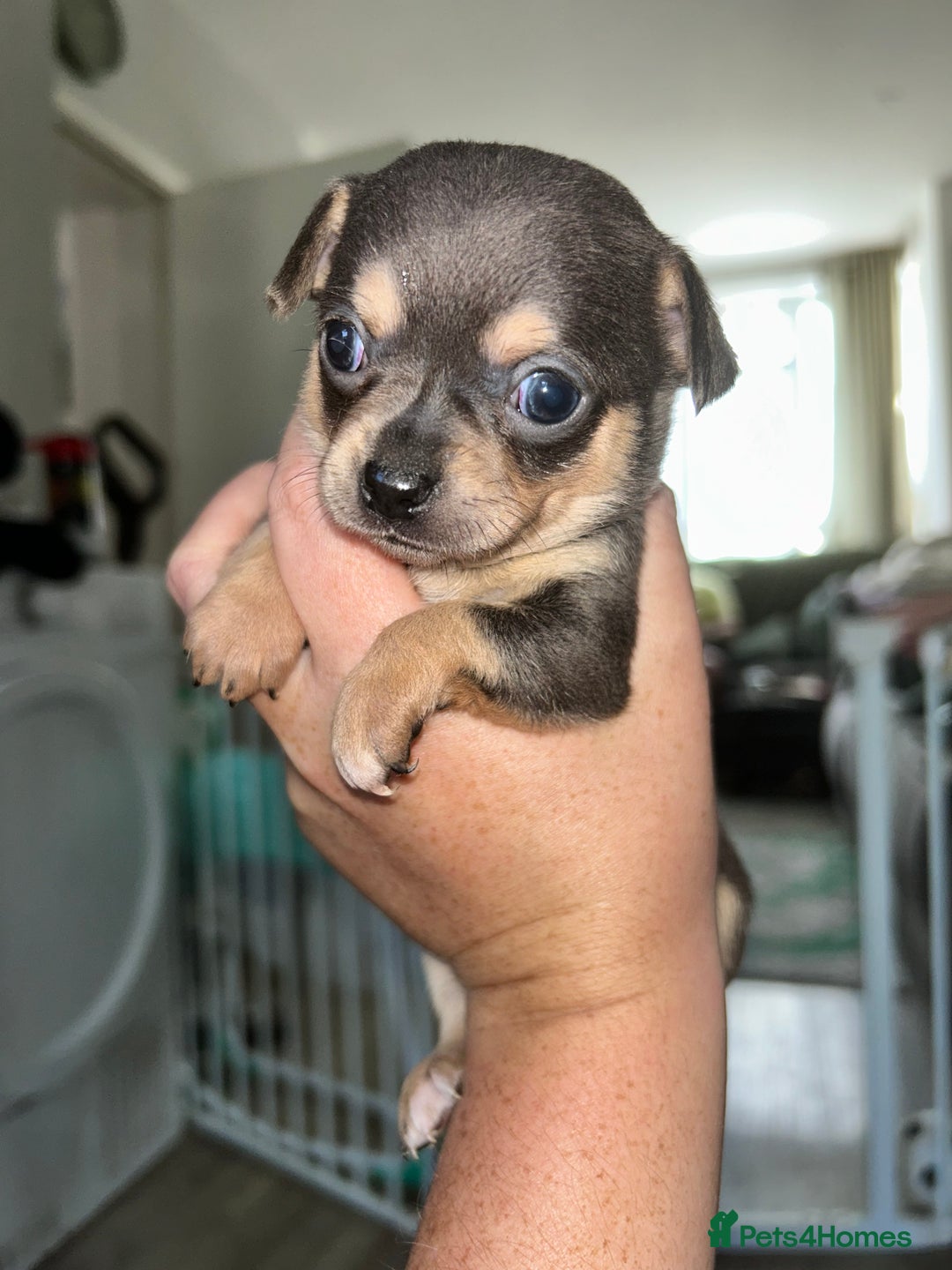 Chihuahua dogs for sale: Tiny chihuahua puppies  - Image 12