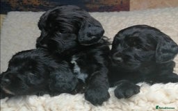 Sproodle dogs for sale: Sproodle F1 Puppies - Image 1