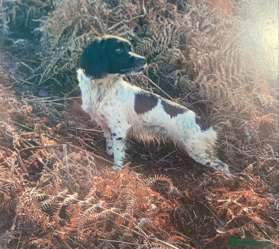 Sprollie dogs for sale: Springer spaniel x - Image 2