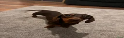 Miniature Dachshund dogs for sale: Home Reared KC Short Haired Mini Dachshund  in Nottingham - Advert 4