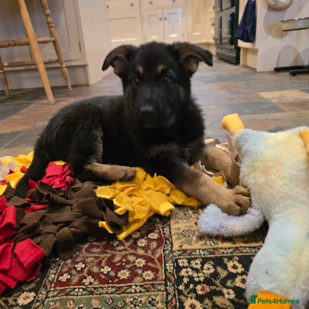 German Shepherd dogs for sale: 2 Beautiful GS females 💚💗 ready to go! - Advert 18