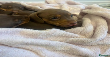Miniature Dachshund dogs - Advert 12