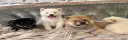 Japanese Shiba Inu dogs for sale: Japanese Shiba Inu puppies HEALTH TESTED - Advert 13