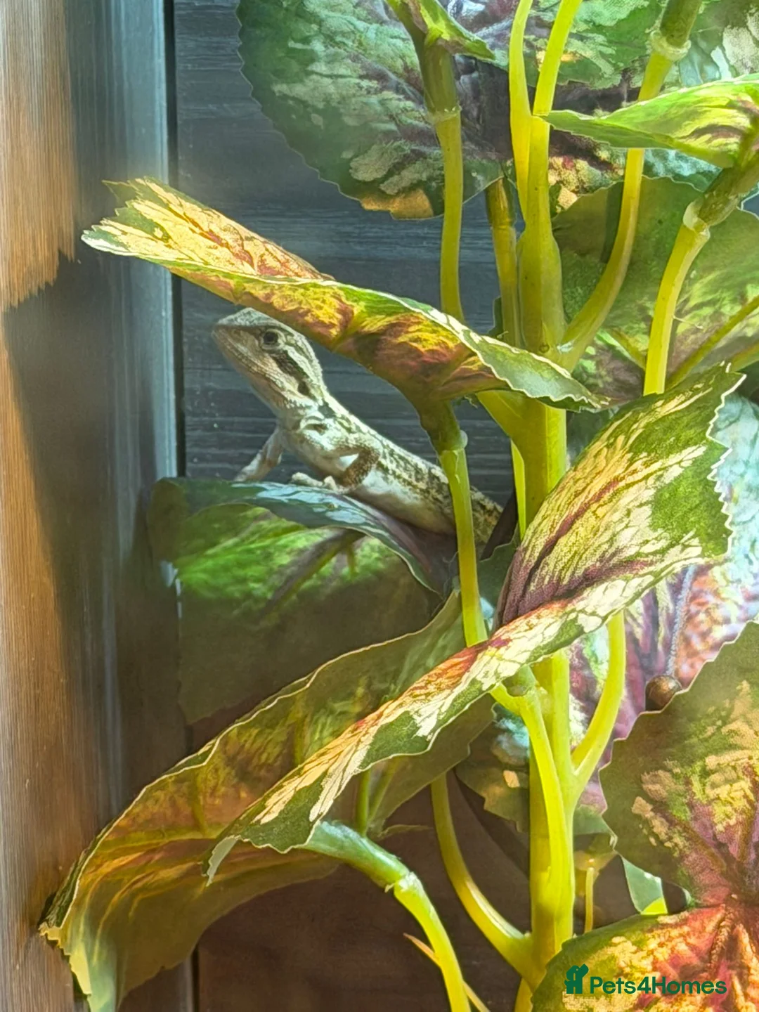 Bearded Dragon reptiles for sale: Bearded dragon babies in Birmingham - Advert 5