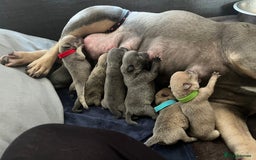 Mixed Breed dogs for sale: STUNNING UNIQUE PUPS 💙💗 - Image 22