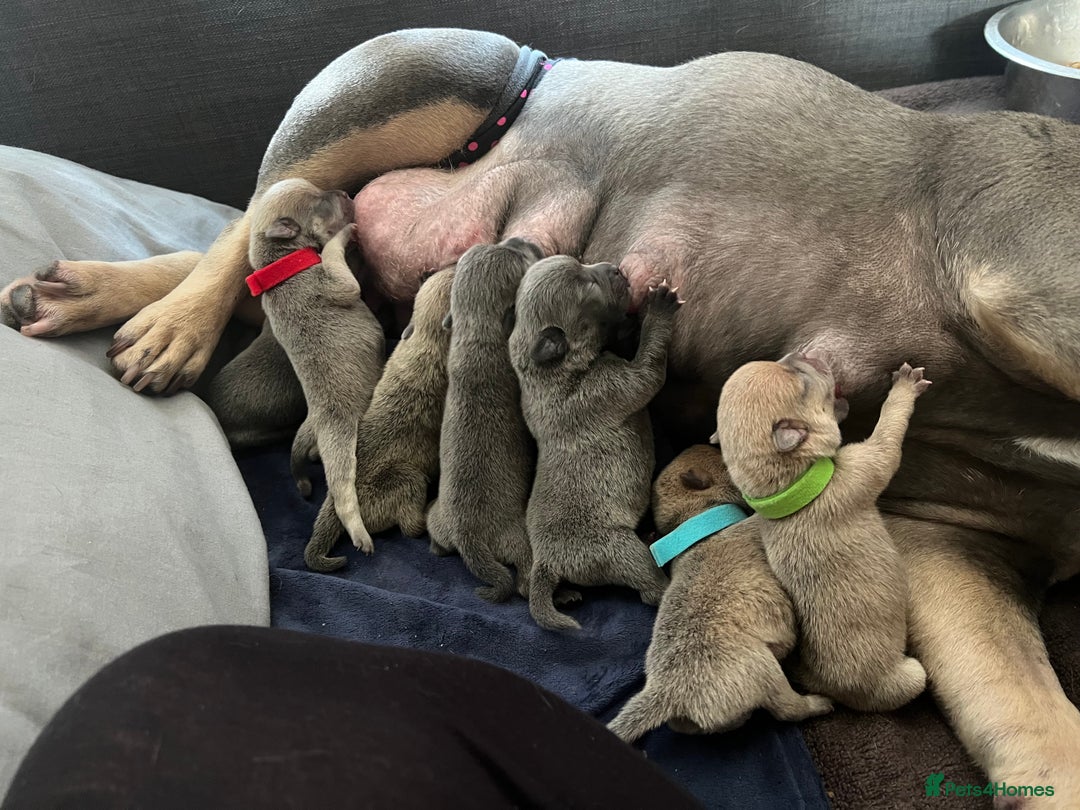 Mixed Breed dogs for sale: STUNNING UNIQUE PUPS 💙💗 - Image 22