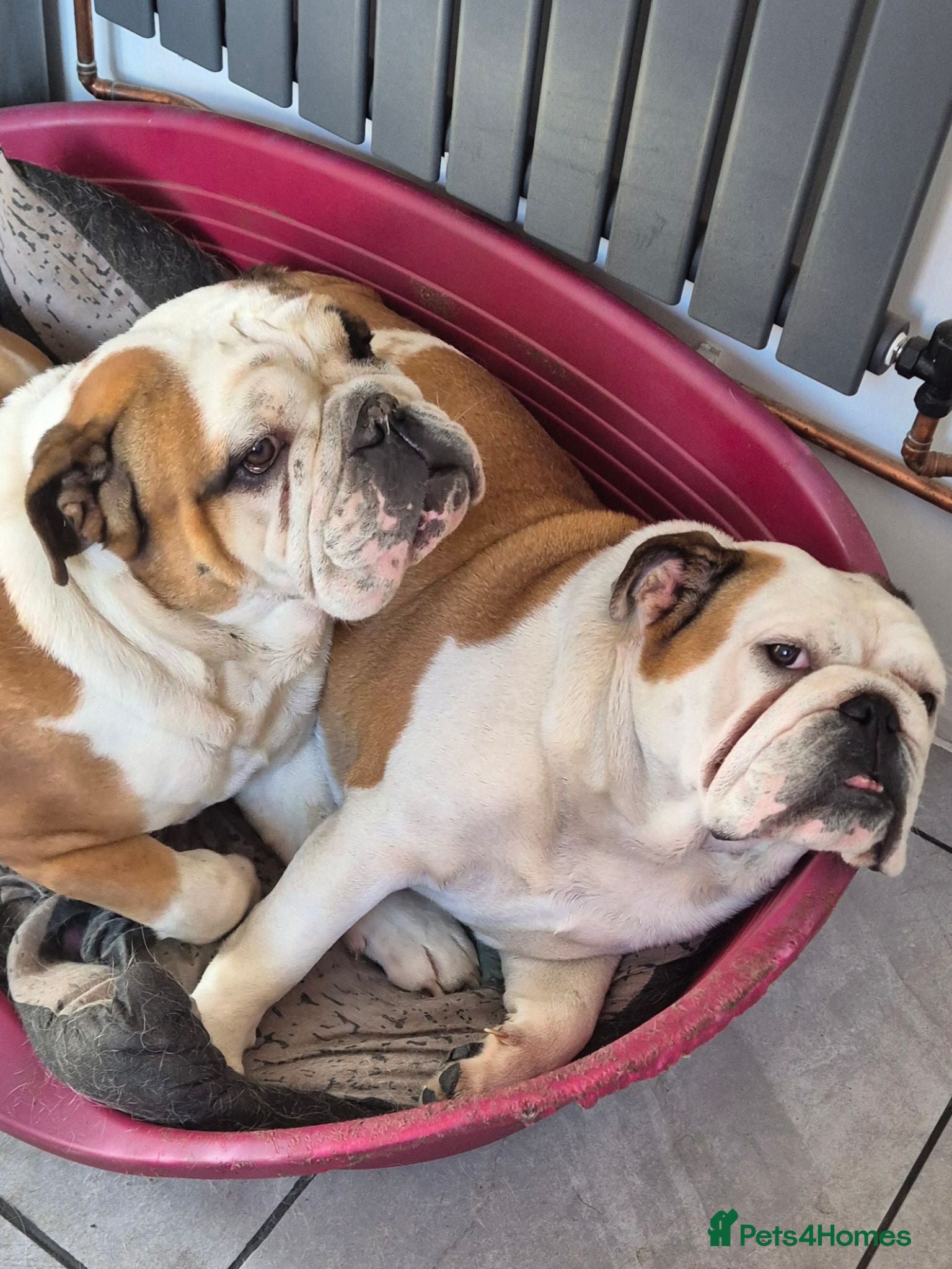 English Bulldog dogs 2 English Bulldogs  - Advert 8
