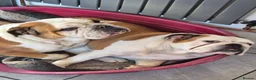 English Bulldog dogs for sale: 2 English Bulldogs  in Heanor - Advert 1