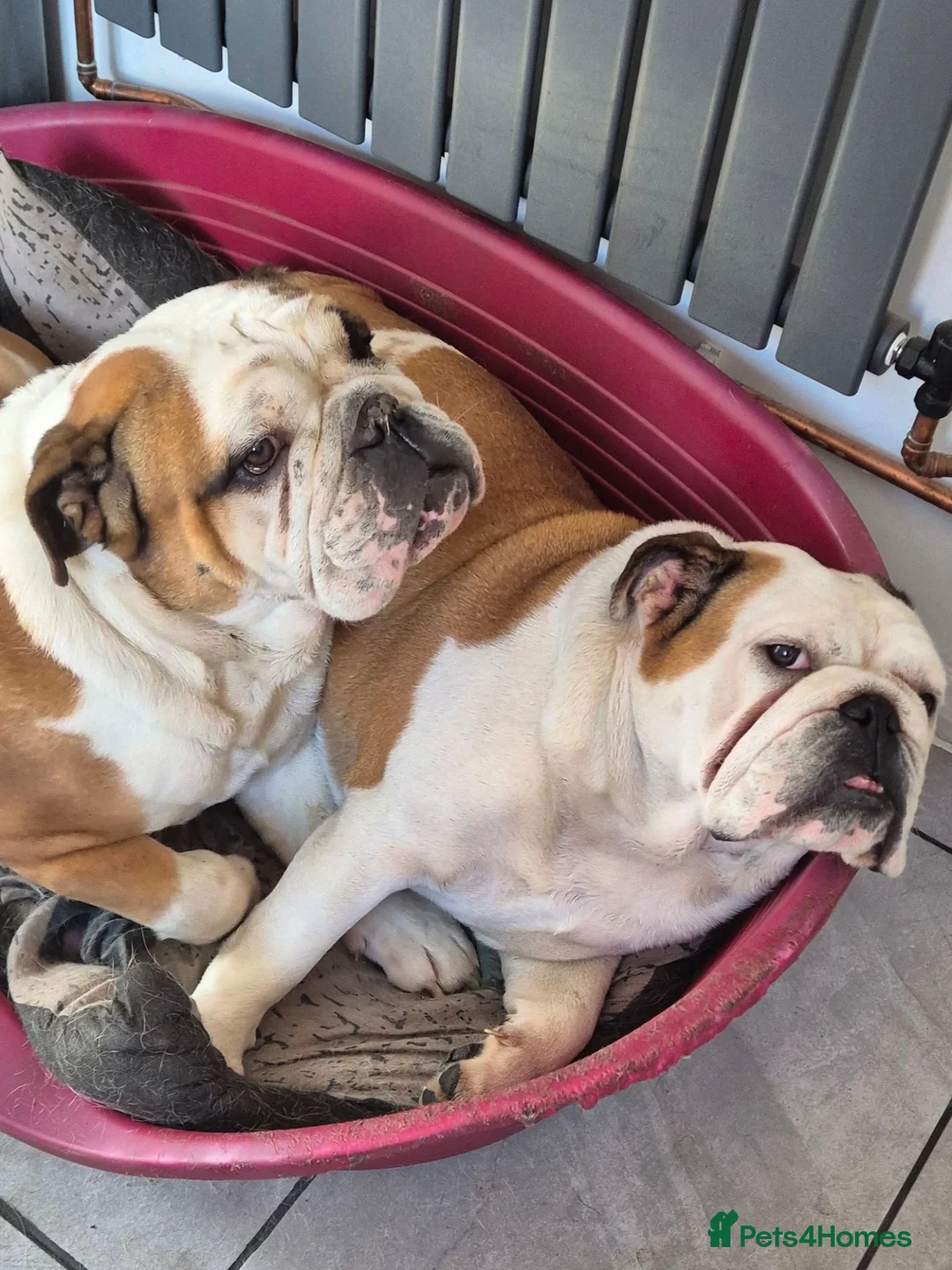 English Bulldog dogs for sale: 2 English Bulldogs  in Heanor - Advert 1
