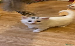 Turkish Angora cats for sale: Beautiful Fluffy Turkish angora  - girl - Image 11