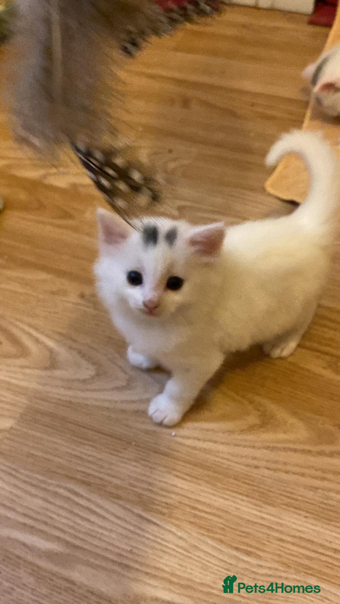Turkish Angora cats for sale: Beautiful Fluffy Turkish angora  - girl - Image 11