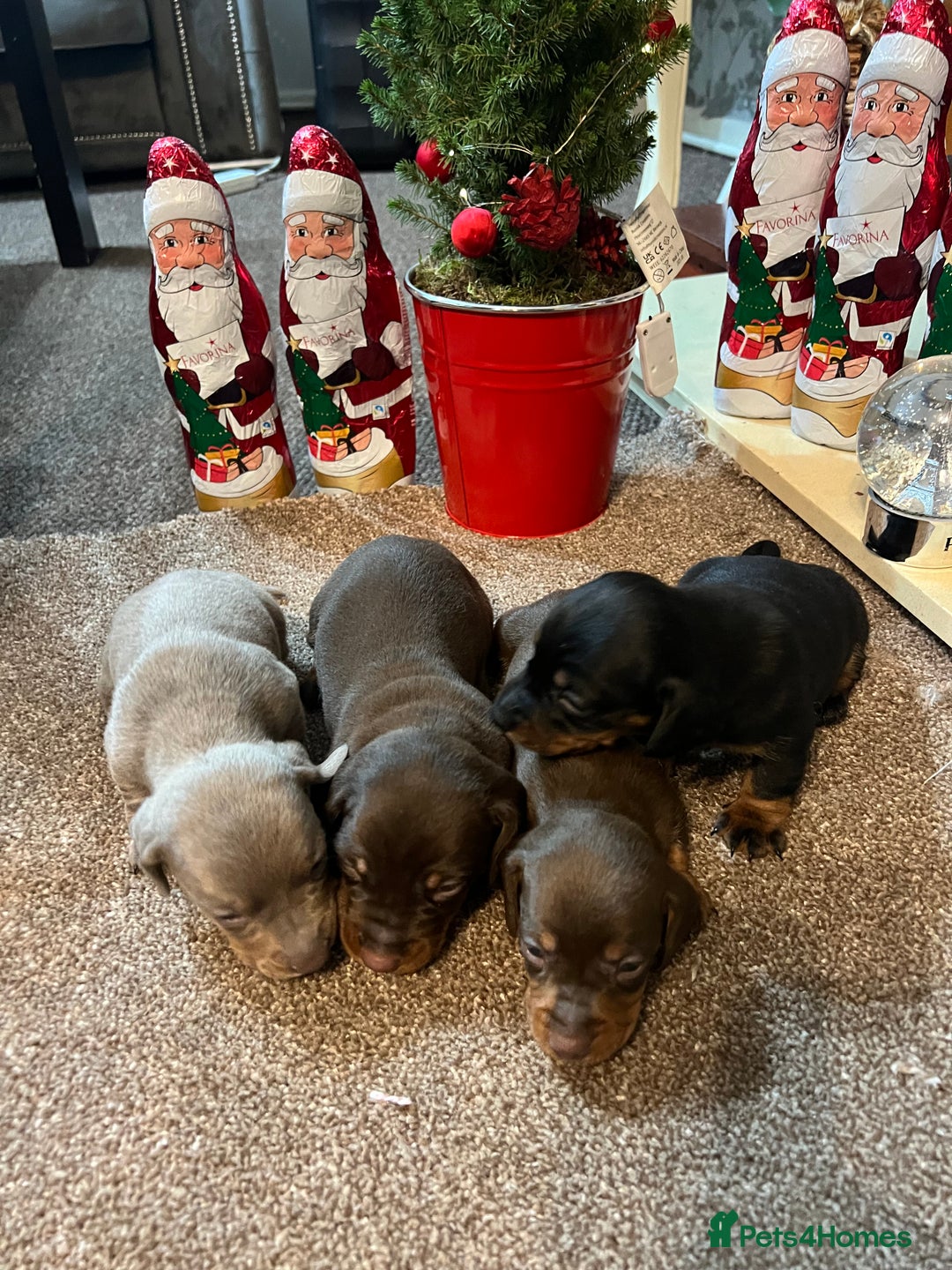 Miniature Dachshund dogs for sale: Gorgeous  **  for  **  dachshund puppy 🐶  - Advert 14