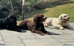 Portuguese Water Dog dogs for sale: ARTSEADOG KC registered Pure Portuguese Waterdogs - Image 16