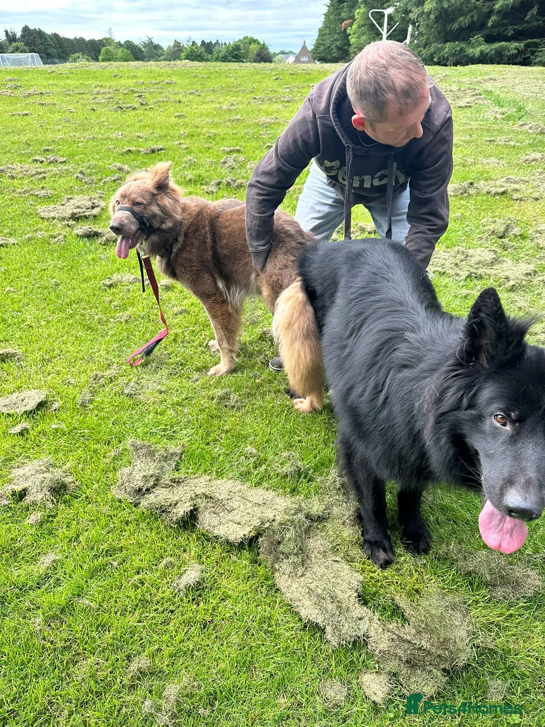 German Shepherd dogs for sale: 9 GSD pups for sale - Advert 12