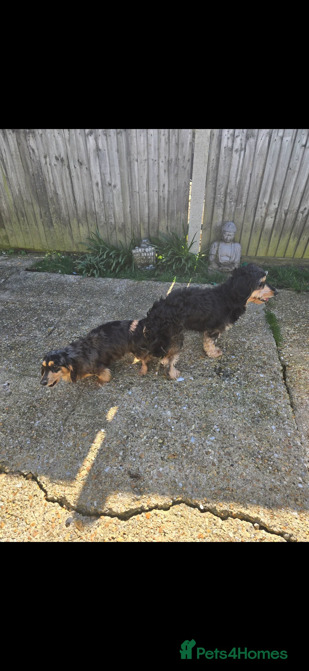 Dachshund dogs for sale: 3/4 dashound 1/4 poodle - Advert 5