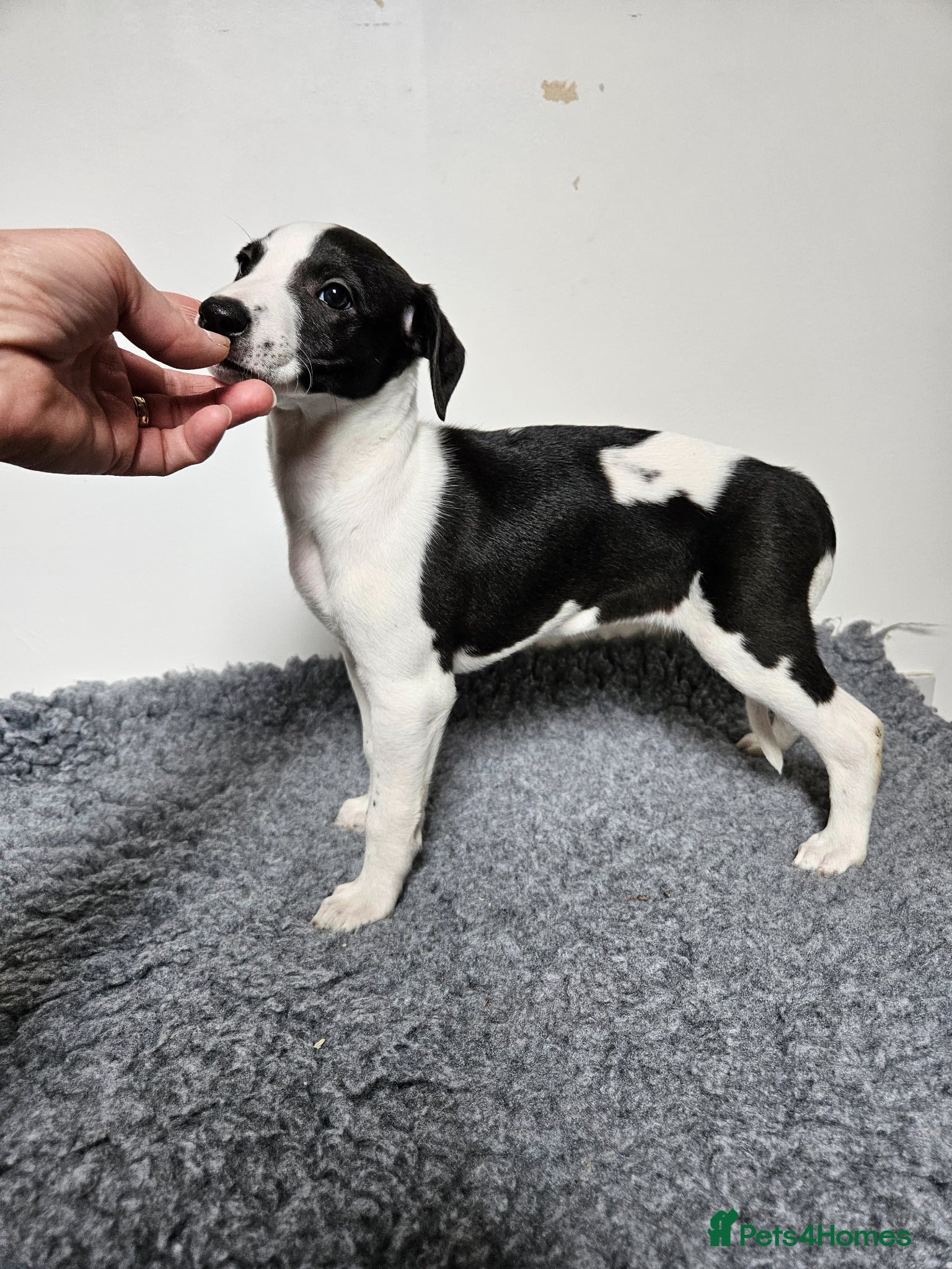 Whippet dogs KC Registered Whippet puppies - Advert 2