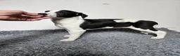 Whippet dogs for sale:  Gorgeous girl ready now - Advert 5