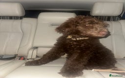 Australian Labradoodle dogs for sale: Beautiful Australian Labradoodle Girl ready now - Image 5