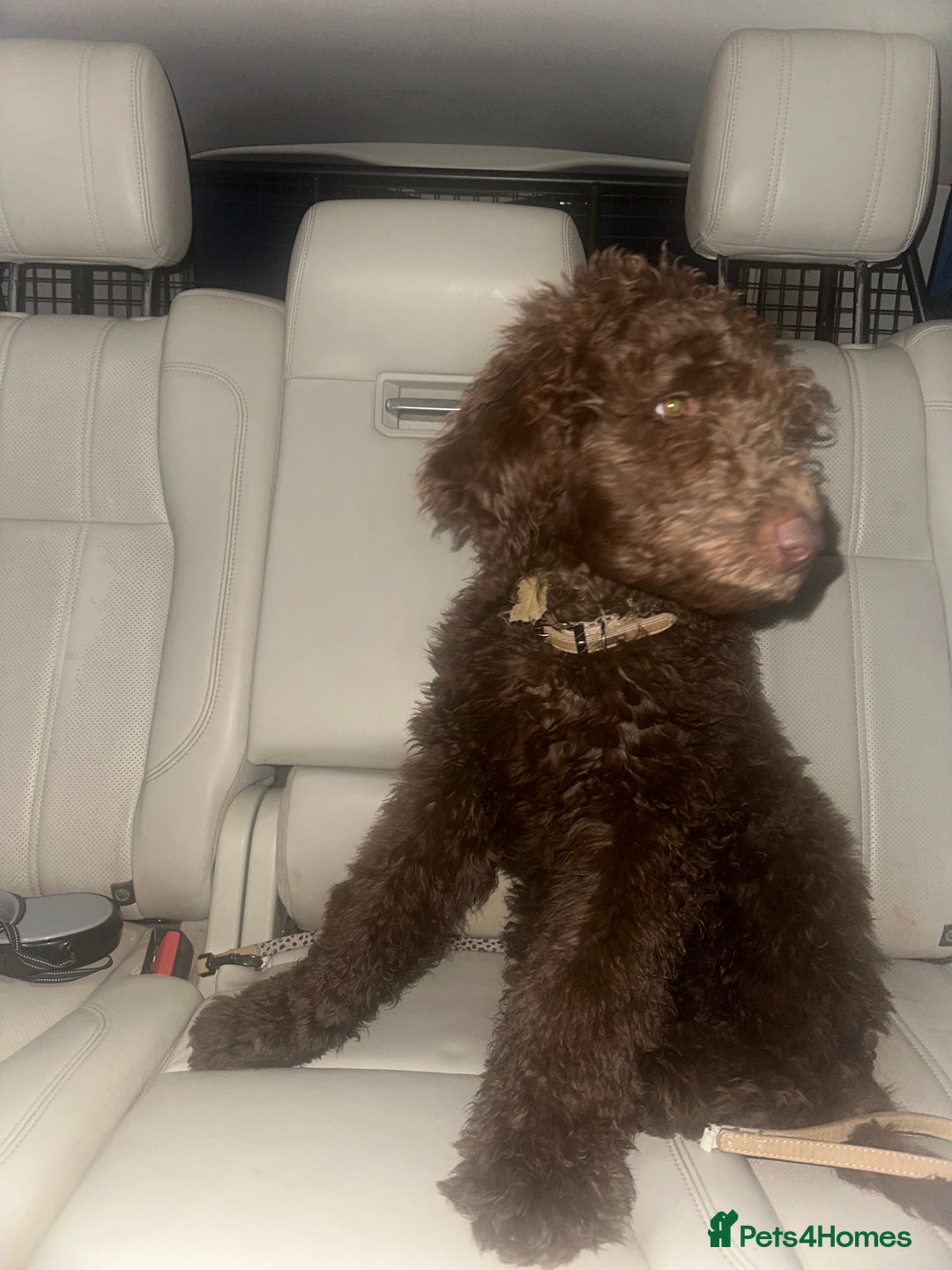 Australian Labradoodle dogs for sale: Beautiful Australian Labradoodle Girl ready now - Image 5